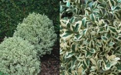 Dwarf Variegated Boxwood - 2 Gallon Pot -Garden Plants Shop Boxwood Dwarf Variegated 50