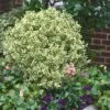 Dwarf Variegated Boxwood - 2 Gallon Pot -Garden Plants Shop Boxwood Dwarf Variegated 500x750 1