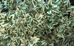 Dwarf Variegated Boxwood - 2 Gallon Pot -Garden Plants Shop Boxwood Dwarf Variegated 51