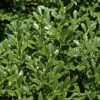 Franklins Gem Dwarf Boxwood - 6 Pack Of 1 Gallon Pots 1 Franklins Gem Dwarf Boxwood - 6 Pack Of 1 Gallon Pots -Garden Plants Shop Boxwood Franklins Dwarf BS