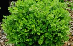 Franklins Gem Dwarf Boxwood - 6 Pack Of 1 Gallon Pots -Garden Plants Shop Boxwood Franklins Gem