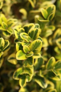 Golden Triumph Variegated Dwarf Boxwood - 3 Gallon Pot -Garden Plants Shop Boxwood Golden Triumph 3