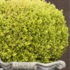 Golden Triumph Variegated Dwarf Boxwood - 3 Gallon Pot -Garden Plants Shop Boxwood Golden Triumph 9