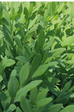 Green Mountain Boxwood - 6 Pack Of 1 Gallon Pots -Garden Plants Shop Boxwood Green Mountain 12 1