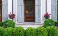 Japanese Boxwood (Buxus Microphylla) - 7 Gallon Pot -Garden Plants Shop Boxwood Japanese Entryway