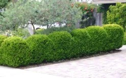 Japanese Boxwood (Buxus Microphylla) - 7 Gallon Pot -Garden Plants Shop Boxwood Japanese Hedge 3