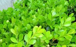 Japanese Boxwood (Buxus Microphylla) - 7 Gallon Pot -Garden Plants Shop Boxwood Japanese Leaves Closeup