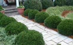 Justin Brouwers Dwarf Boxwood - 1 Gallon Pot 9 Justin Brouwers Dwarf Boxwood - 1 Gallon Pot -Garden Plants Shop Boxwood Justin Brouwers In Landscape