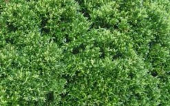 Justin Brouwers Dwarf Boxwood - 1 Gallon Pot 10 Justin Brouwers Dwarf Boxwood - 1 Gallon Pot -Garden Plants Shop Boxwood Justin Brouwers Leaves