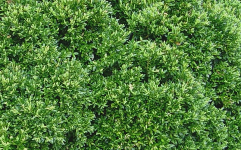 Justin Brouwers Dwarf Boxwood - 1 Gallon Pot 6 Justin Brouwers Dwarf Boxwood - 1 Gallon Pot - Image 5