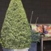 Variegated Boxwood Cone Topiary (Buxus Sempervirens 'Variegata') - 3 Gallon Pot -Garden Plants Shop Boxwood Variegated Cone 10