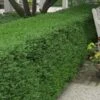 Wintergreen Boxwood - 1 Gallon Pot -Garden Plants Shop Boxwood Wintergreen 10