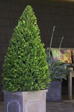 Wintergreen Boxwood - 1 Gallon Pot -Garden Plants Shop Boxwood Wintergreen 11