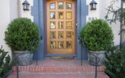 Wintergreen Boxwood - 1 Gallon Pot -Garden Plants Shop Boxwood Wintergreen 12