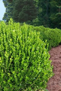 Wintergreen Boxwood - 1 Gallon Pot -Garden Plants Shop Boxwood Wintergreen 500x750 1