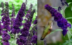 Black Knight Butterfly Bush - 1 Gallon Pot 8 Black Knight Butterfly Bush - 1 Gallon Pot -Garden Plants Shop Butterfly Bush Black Knight 1