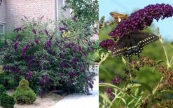 Black Knight Butterfly Bush - 1 Gallon Pot 9 Black Knight Butterfly Bush - 1 Gallon Pot -Garden Plants Shop Butterfly Bush Black Knight 2