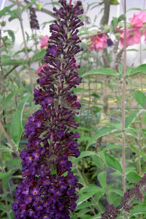 Black Knight Butterfly Bush - 1 Gallon Pot 3 Black Knight Butterfly Bush - 1 Gallon Pot
