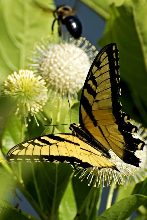 Fiber Optics Buttonbush (Cephalanthus Occidentalis 'Bailoptics') - 3 Gallon Pot 5 Fiber Optics Buttonbush (Cephalanthus Occidentalis 'Bailoptics') - 3 Gallon Pot - Image 3