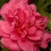 Alabama Beauty Camellia Sasanqua - 2.5 Quart Pot 2 Alabama Beauty Camellia Sasanqua - 2.5 Quart Pot -Garden Plants Shop Camellia Alabama Beauty 500x750 1