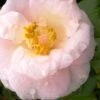 April Blush Cold Hardy Pink Camellia - 3 Gallon Pot 2 April Blush Cold Hardy Pink Camellia - 3 Gallon Pot -Garden Plants Shop Camellia April Blush 2