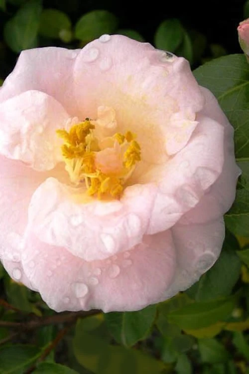 April Blush Cold Hardy Pink Camellia - 3 Gallon Pot 3 April Blush Cold Hardy Pink Camellia - 3 Gallon Pot