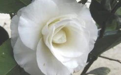 April Snow Camellia Japonica - 1 Gallon Pot -Garden Plants Shop Camellia April Snow 1