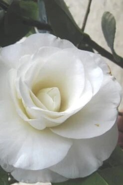 Garden Plants Shop 41 April Snow Camellia Japonica - 1 Gallon Pot