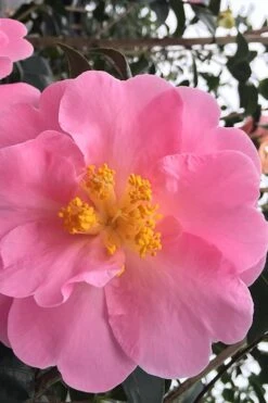 Arctic Dawn Cold Hardy Pink Camellia Hybrid - 1 Gallon Pot -Garden Plants Shop Camellia Arctic Dawn 1
