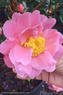 Arctic Dawn Cold Hardy Pink Camellia Hybrid - 3 Gallon Pot