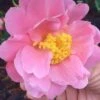 Arctic Dawn Cold Hardy Pink Camellia Hybrid - 1 Gallon Pot -Garden Plants Shop Camellia Arctic Dawn 22