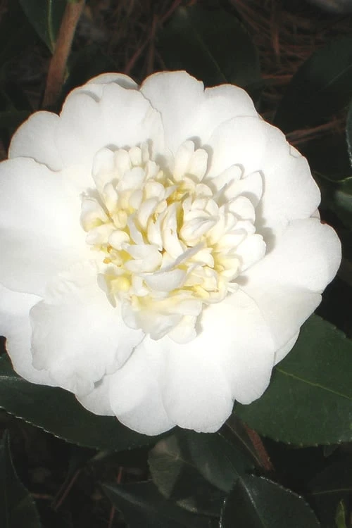 Autumn Rocket Camellia Sasanqua - 7 Gallon Pot (2.5-3') 3 Autumn Rocket Camellia Sasanqua - 7 Gallon Pot (2.5-3')