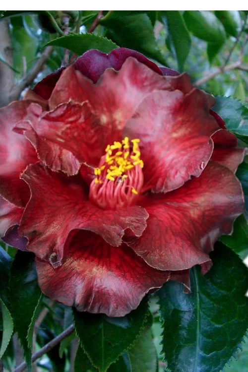 Black Magic Camellia Japonica - 1 Gallon Pot 3 Black Magic Camellia Japonica - 1 Gallon Pot