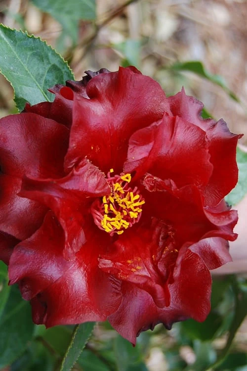Black Magic Camellia Japonica - 1 Gallon Pot 6 Black Magic Camellia Japonica - 1 Gallon Pot - Image 4