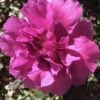 Bonanza Purple Camellia Sasanqua - 3 Gallon Pot 2 Bonanza Purple Camellia Sasanqua - 3 Gallon Pot -Garden Plants Shop Camellia Bonanza 102