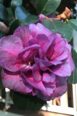 Bonanza Purple Camellia Sasanqua - 3 Gallon Pot -Garden Plants Shop Camellia Bonanza Purple 4