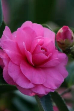 Chansonette Dwarf Weeping Camellia Sasanqua - 3 Gallon Pot -Garden Plants Shop Camellia Chansonette 2