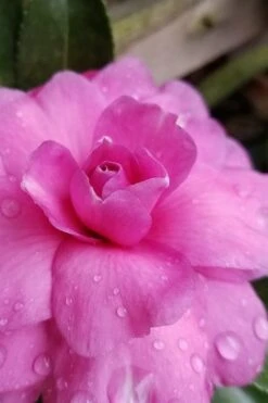 Chansonette Dwarf Weeping Camellia Sasanqua - 3 Gallon Pot -Garden Plants Shop Camellia Chansonette 3