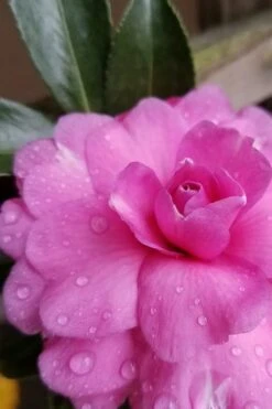 Chansonette Dwarf Weeping Camellia Sasanqua - 3 Gallon Pot -Garden Plants Shop Camellia Chansonette 4