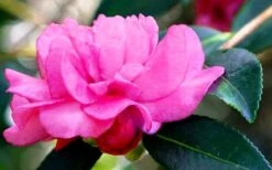 Chansonette Dwarf Weeping Camellia Sasanqua - 3 Gallon Pot -Garden Plants Shop Camellia Chansonette 5