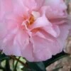 Cotton Candy Camellia Sasanqua - 1 Gallon Pot -Garden Plants Shop Camellia Cotton Candy 500x750 1