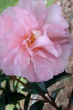 Garden Plants Shop 37 Cotton Candy Camellia Sasanqua - 1 Gallon Pot