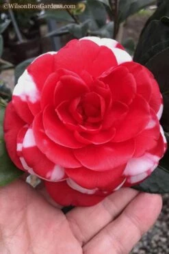 Dixie Knight Supreme Camellia Japonica - 3 Gallon Pot -Garden Plants Shop Camellia Dixie Knight 10