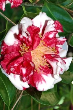 Dixie Knight Supreme Camellia Japonica - 3 Gallon Pot -Garden Plants Shop Camellia Dixie Knight Supreme 3