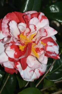 Dixie Knight Supreme Camellia Japonica - 3 Gallon Pot -Garden Plants Shop Camellia Dixie Knight Supreme 67