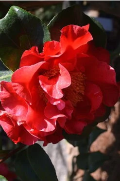 Frank Brownlee Camellia - 3 Gallon Pot -Garden Plants Shop Camellia Frank Brownlee 2