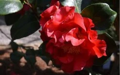 Frank Brownlee Camellia - 3 Gallon Pot -Garden Plants Shop Camellia Frank Brownlee 3