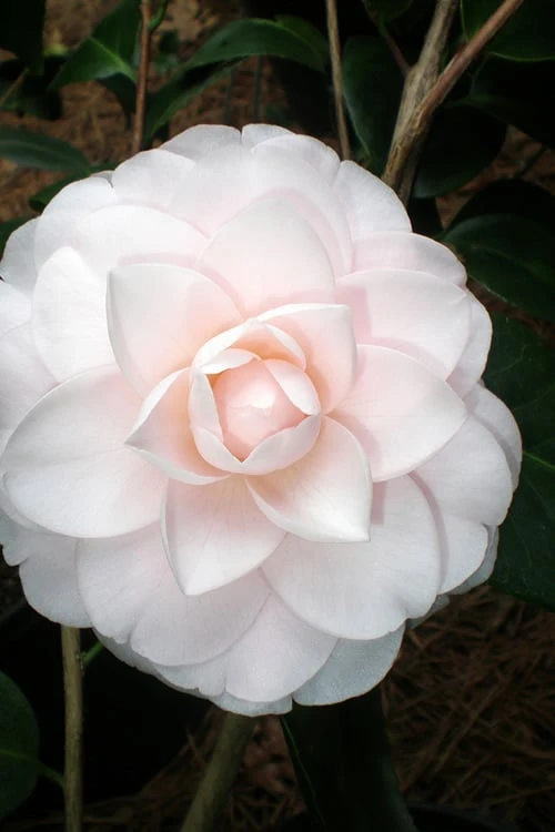 Goggy Camellia Japonica - 1 Gallon Pot 6 Goggy Camellia Japonica - 1 Gallon Pot - Image 4