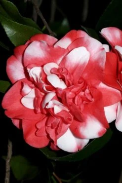 Governor Mouton Red Camellia Japonica - 1 Gallon Pot -Garden Plants Shop Camellia Governor Mouton 3
