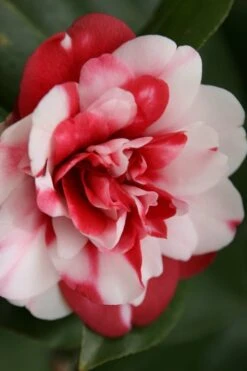 Governor Mouton Red Camellia Japonica - 1 Gallon Pot -Garden Plants Shop Camellia Governor Mouton 7